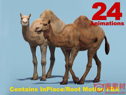 骆驼动作模型资源 African Animal – Camel 2 (Dromedary) v2.0