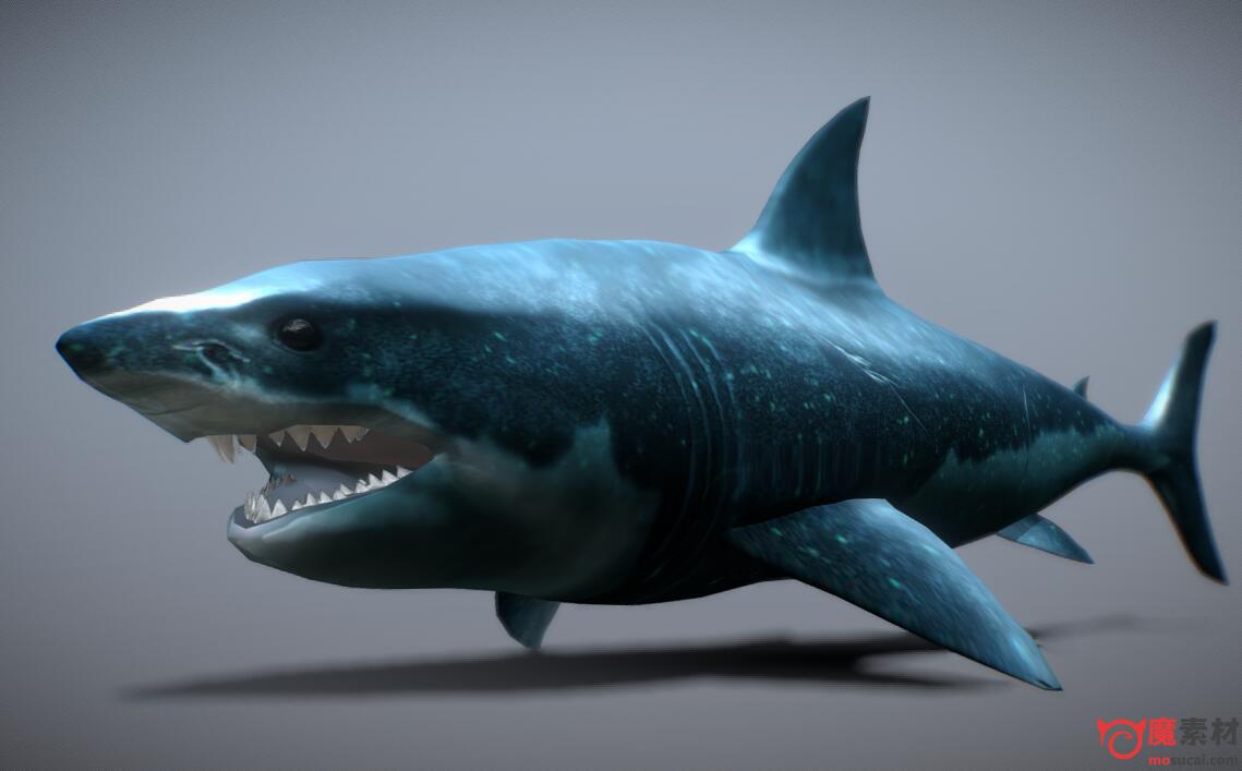 鲨鱼3D 模型资源下载shark
