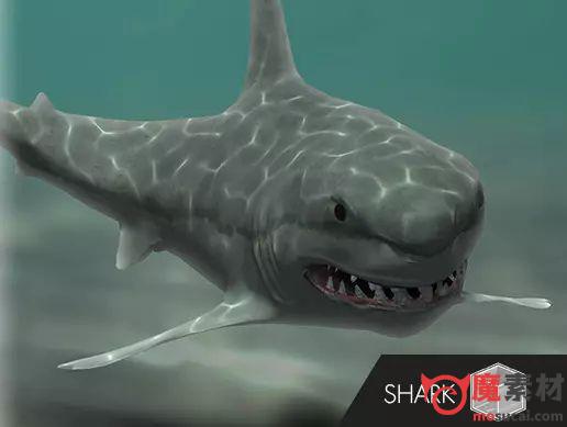 3D鲨鱼 虎鲨 大白鲨模型PA Shark v1.1